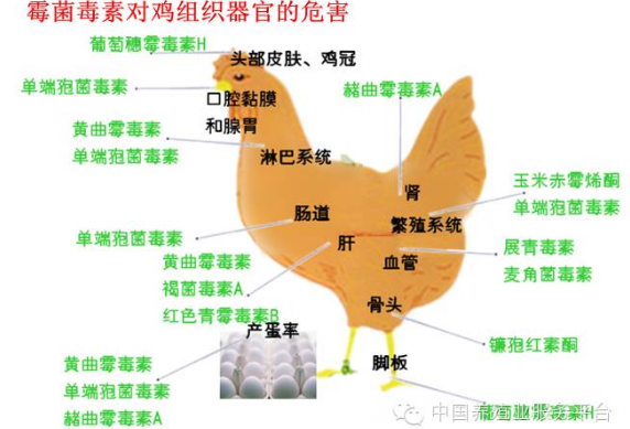 霉菌对鸡危害